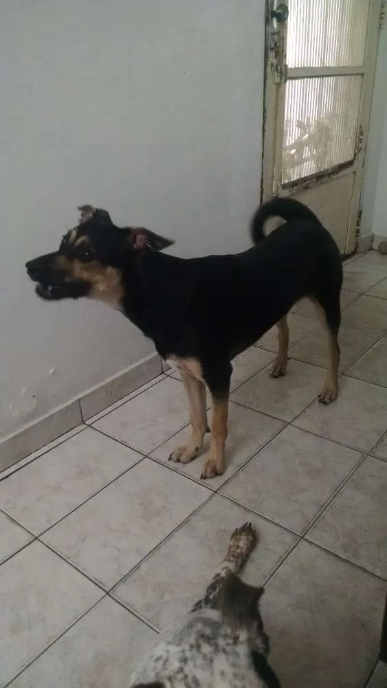 Cachorro ra a SRD idade 7 a 11 meses nome Flora
