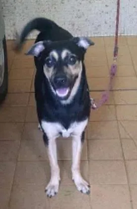Cachorro ra a SRD idade 7 a 11 meses nome Flora