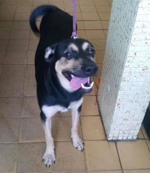 Cachorro ra a SRD idade 7 a 11 meses nome Flora