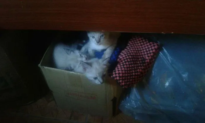 Gato ra a Srd idade 2 a 6 meses nome Nao tem nome