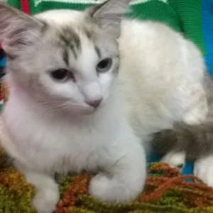 Gato raça SRD idade 2 anos nome Elis
