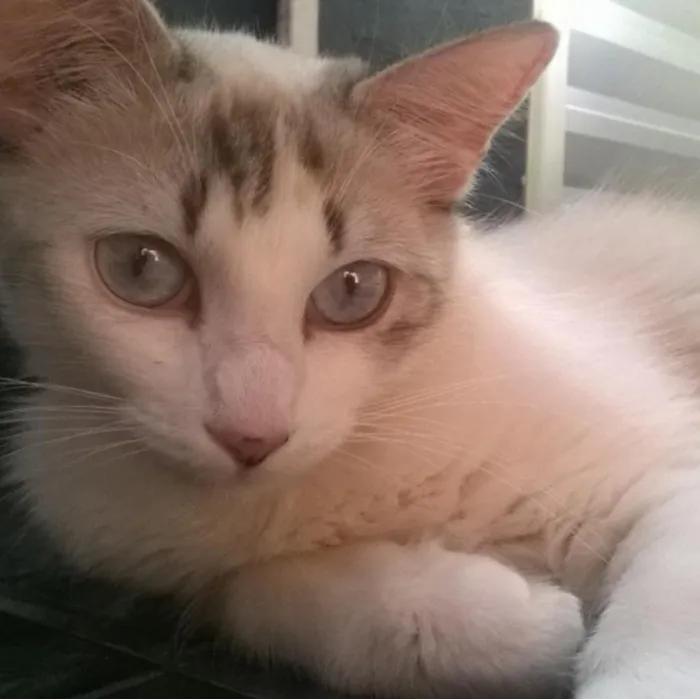 Gato ra a SRD idade 2 anos nome Elis