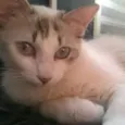Elis