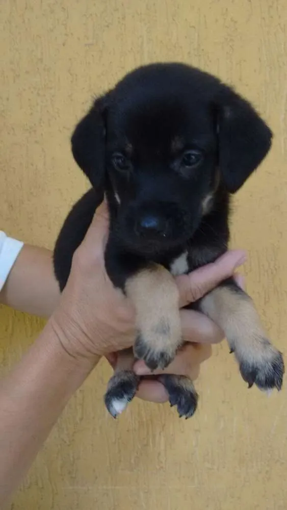 Cachorro ra a srd idade 2 a 6 meses nome Tutuca