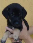 Tutuca