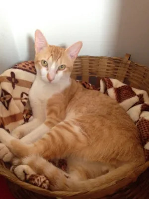 Gato raça Srd idade 1 ano nome Becky