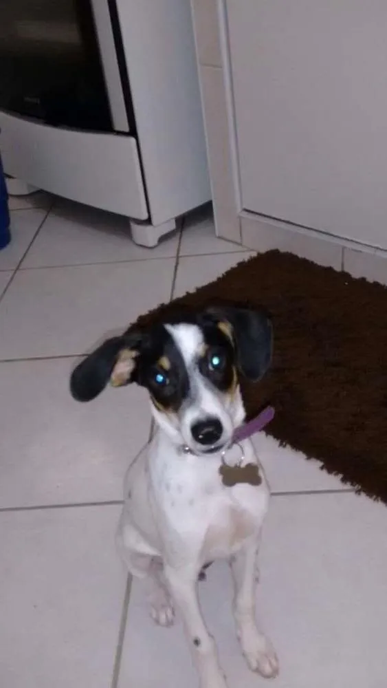 Cachorro ra a border coll idade 2 a 6 meses nome scoob