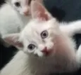 Kitty