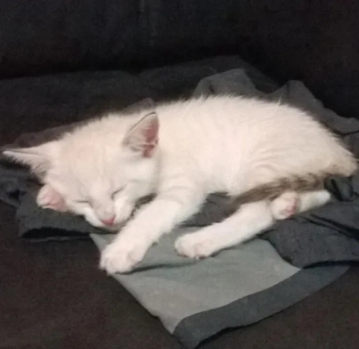 Gato ra a SRD idade 2 a 6 meses nome Kitty