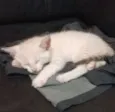 Kitty