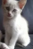 Kitty