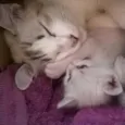 Kitty