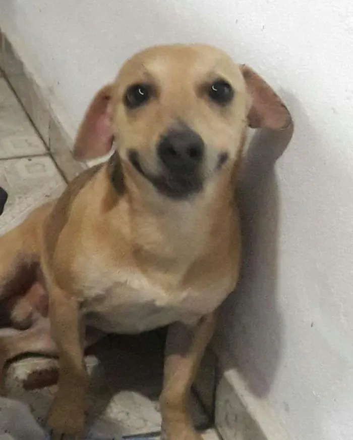 Cachorro ra a SRD idade 2 anos nome alemão