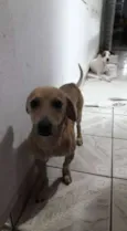 alemão