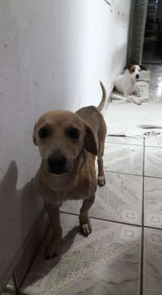 Cachorro ra a SRD idade 2 anos nome alemão