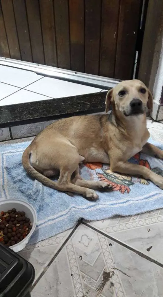 Cachorro ra a SRD idade 2 anos nome alemão