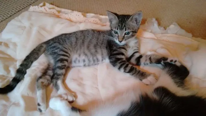 Gato ra a SRD idade 2 a 6 meses nome Adote Bombom