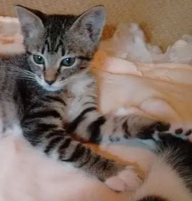 Gato ra a SRD idade 2 a 6 meses nome Adote Bombom