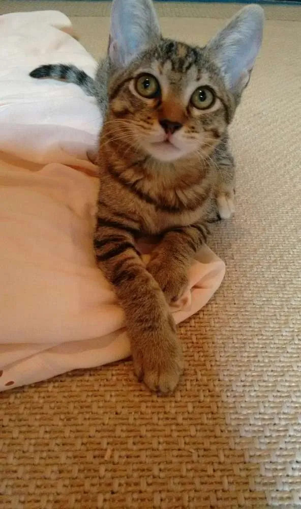 Gato ra a SRD idade 2 a 6 meses nome Adote Safira