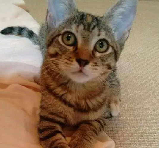 Gato ra a SRD idade 2 a 6 meses nome Adote Safira