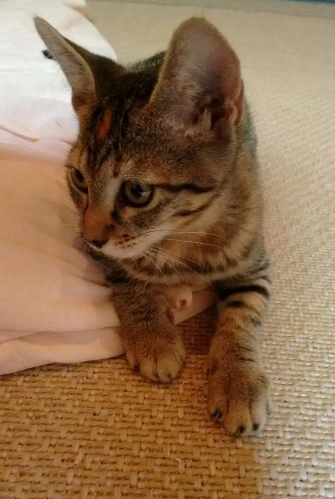 Gato ra a SRD idade 2 a 6 meses nome Adote Safira