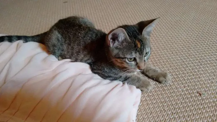 Gato ra a SRD idade 2 a 6 meses nome Adote Safira