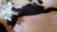 Adote Amora