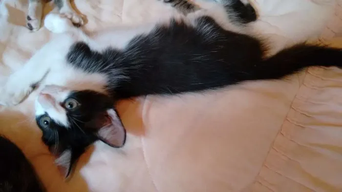 Gato ra a SRD idade 2 a 6 meses nome Adote Amora
