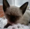Gatinha 2