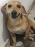 alemão