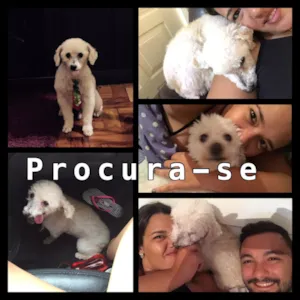 Cachorro raça Poodle  idade 6 ou mais anos nome Bob