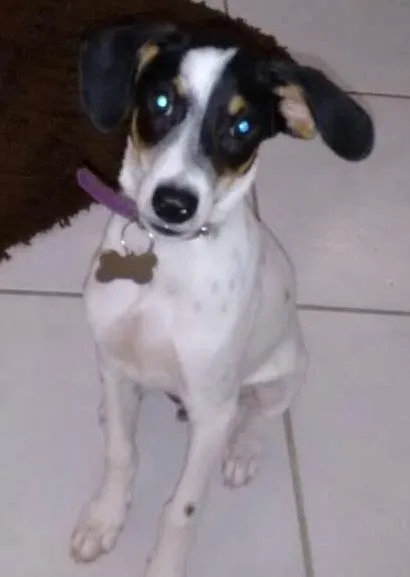 Cachorro ra a border coll idade 2 a 6 meses nome scoob
