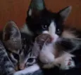 Adote Amora