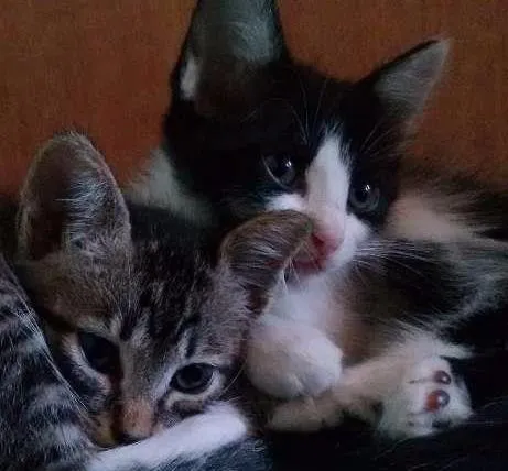 Gato ra a SRD idade 2 a 6 meses nome Adote Amora