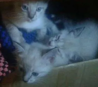 Gato ra a Srd idade 2 a 6 meses nome Nao tem nome