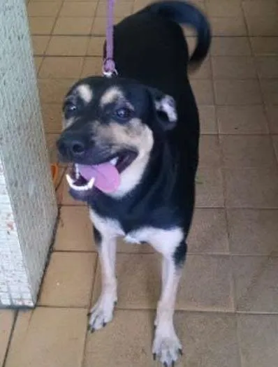 Cachorro ra a SRD idade 7 a 11 meses nome Flora