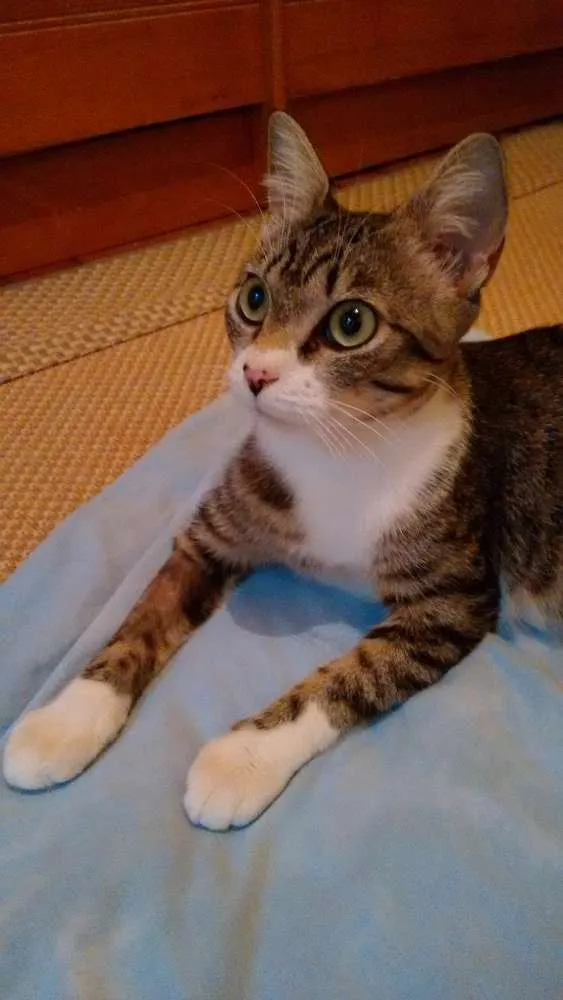 Gato ra a SRD idade 1 ano nome Adote Mellody Castrada