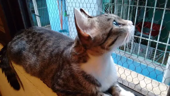 Gato ra a SRD idade 1 ano nome Adote Mellody Castrada