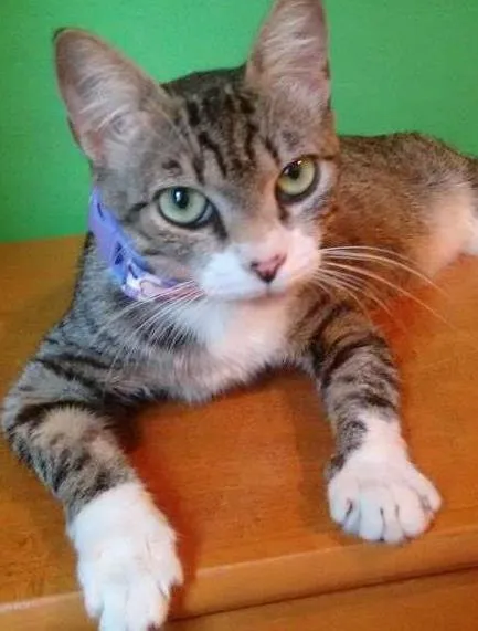 Gato ra a SRD idade 1 ano nome Adote Mellody Castrada