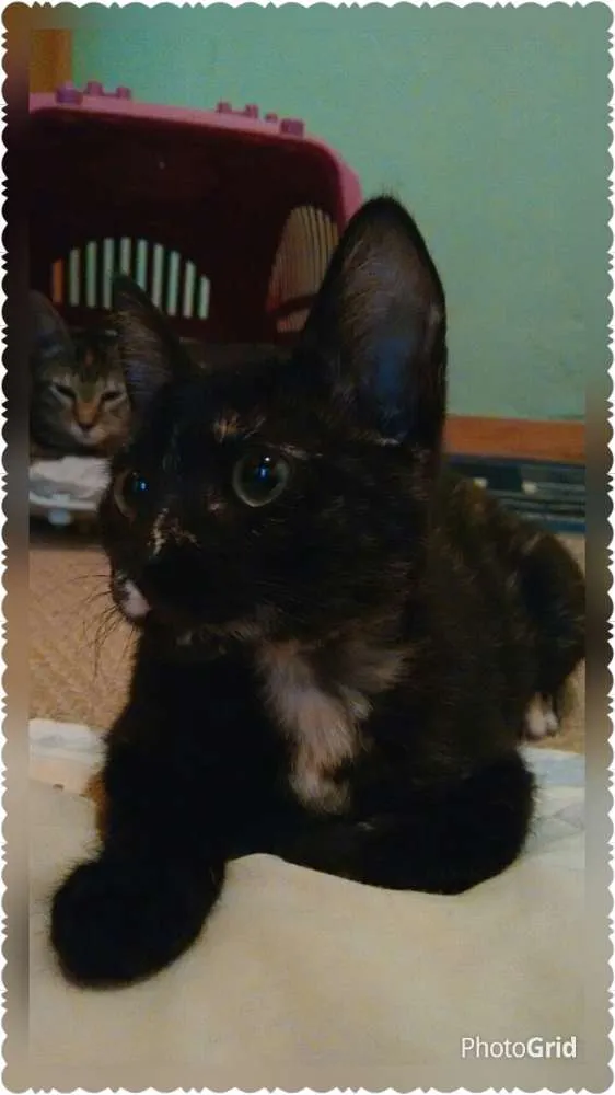 Gato ra a SRD idade 2 a 6 meses nome Adote Miska ou Mimi