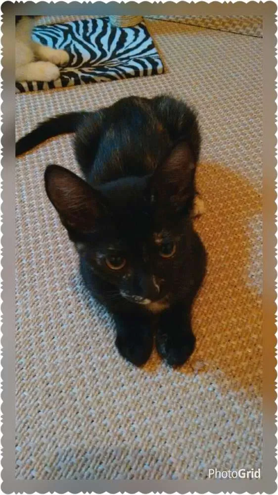 Gato ra a SRD idade 2 a 6 meses nome Adote Miska ou Mimi