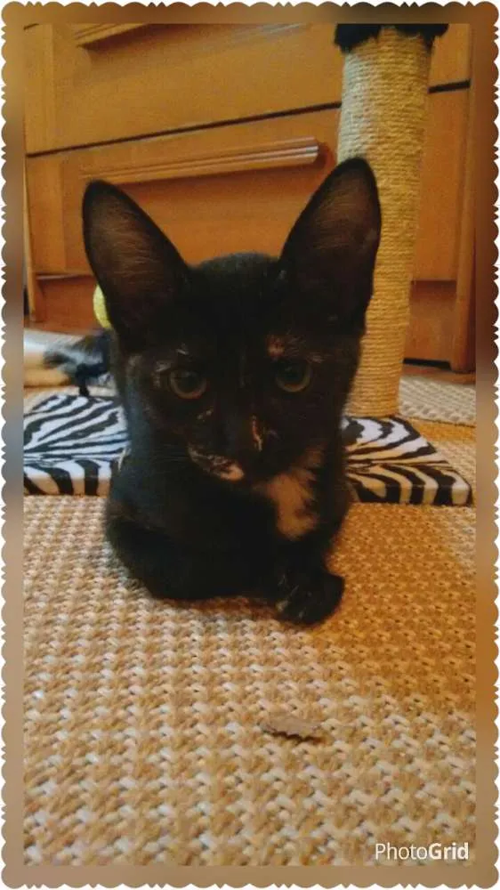 Gato ra a SRD idade 2 a 6 meses nome Adote Miska ou Mimi