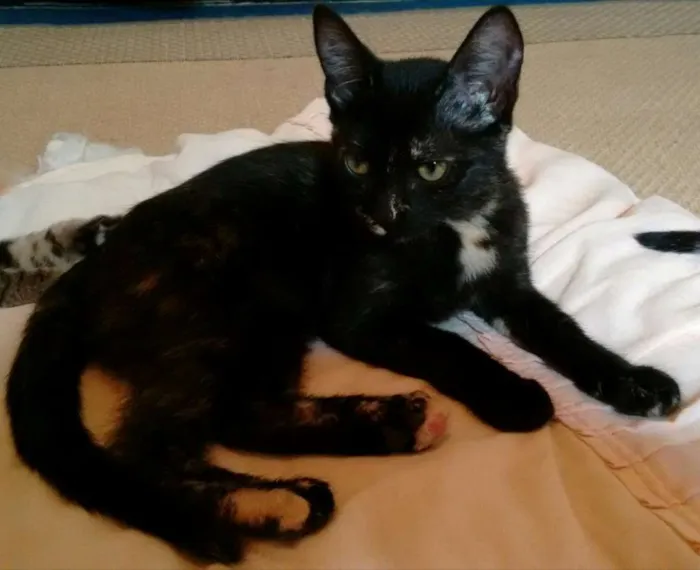 Gato ra a SRD idade 2 a 6 meses nome Adote Miska ou Mimi