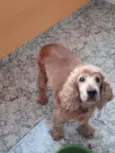 Snoopy