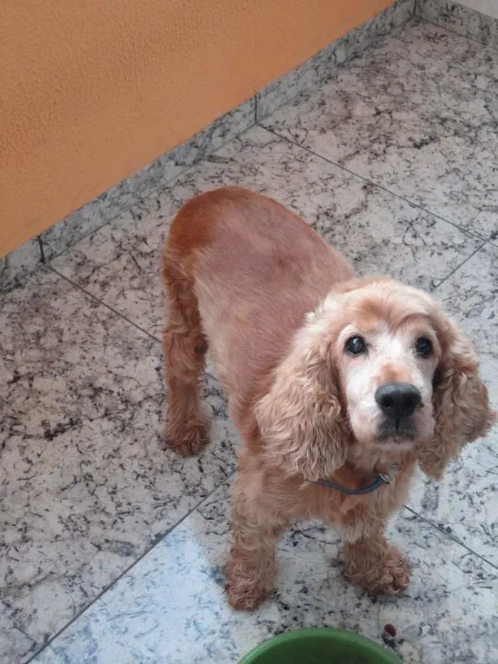 Cachorro ra a Cocker idade 6 ou mais anos nome Snoopy