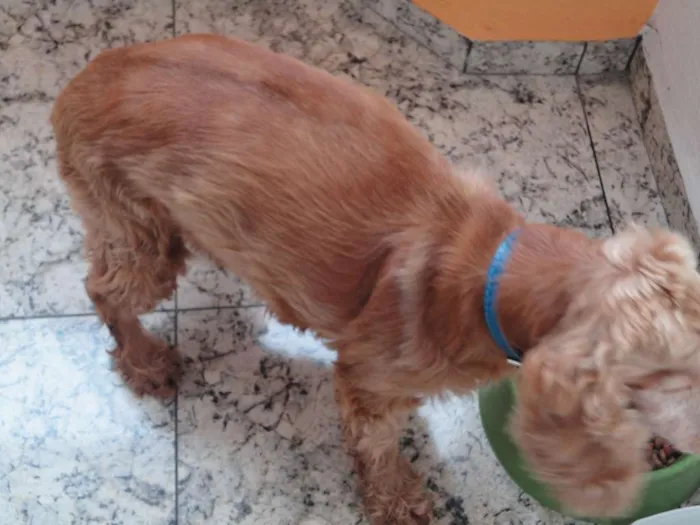 Cachorro ra a Cocker idade 6 ou mais anos nome Snoopy