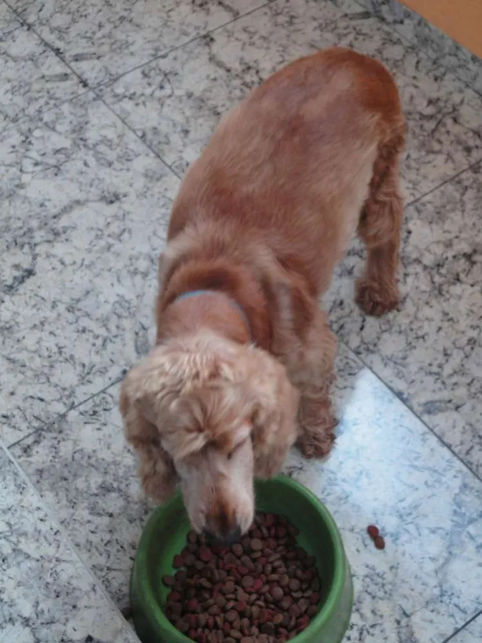 Cachorro ra a Cocker idade 6 ou mais anos nome Snoopy