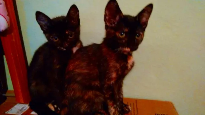 Gato ra a SRD idade 2 a 6 meses nome Adote Miska ou Mimi