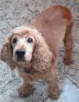 Snoopy