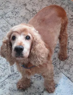 Cachorro raça Cocker idade 6 ou mais anos nome Snoopy